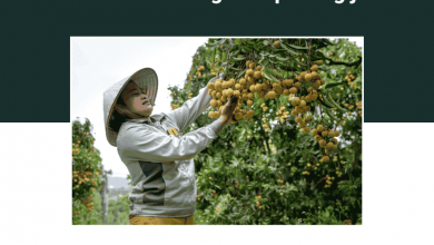 Fruit Picking Jobs in Australia